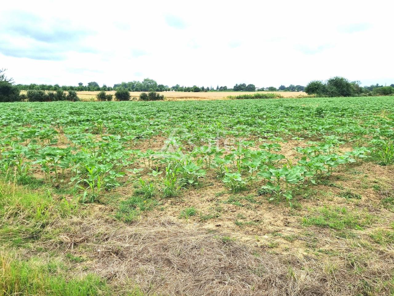 Ander plattelands vastgoed Koop Tarn-et-Garonne
