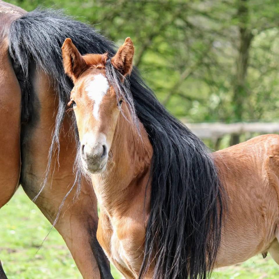 Veulen (ml) Belgisch sportpaard Te koop 2024 Vos ,  PEGASE VAN'T RUYTERSHOF