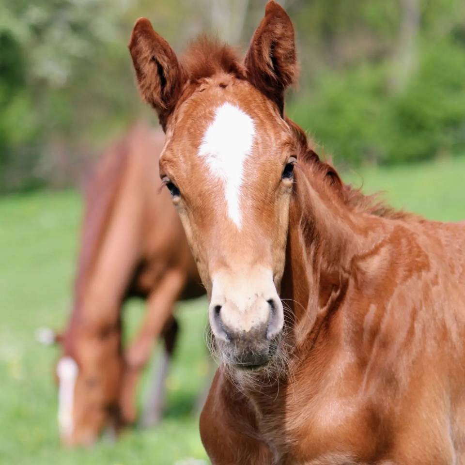 Veulen (ml) Belgisch sportpaard Te koop 2024 Vos ,  PEGASE VAN'T RUYTERSHOF