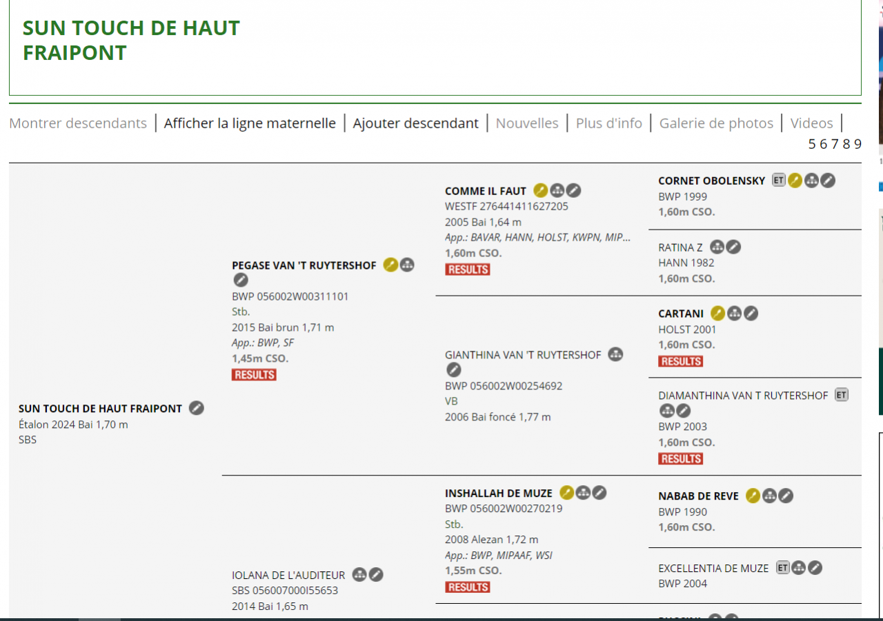 Veulen (ml) Belgisch sportpaard Te koop 2024 Vos ,  PEGASE VAN'T RUYTERSHOF