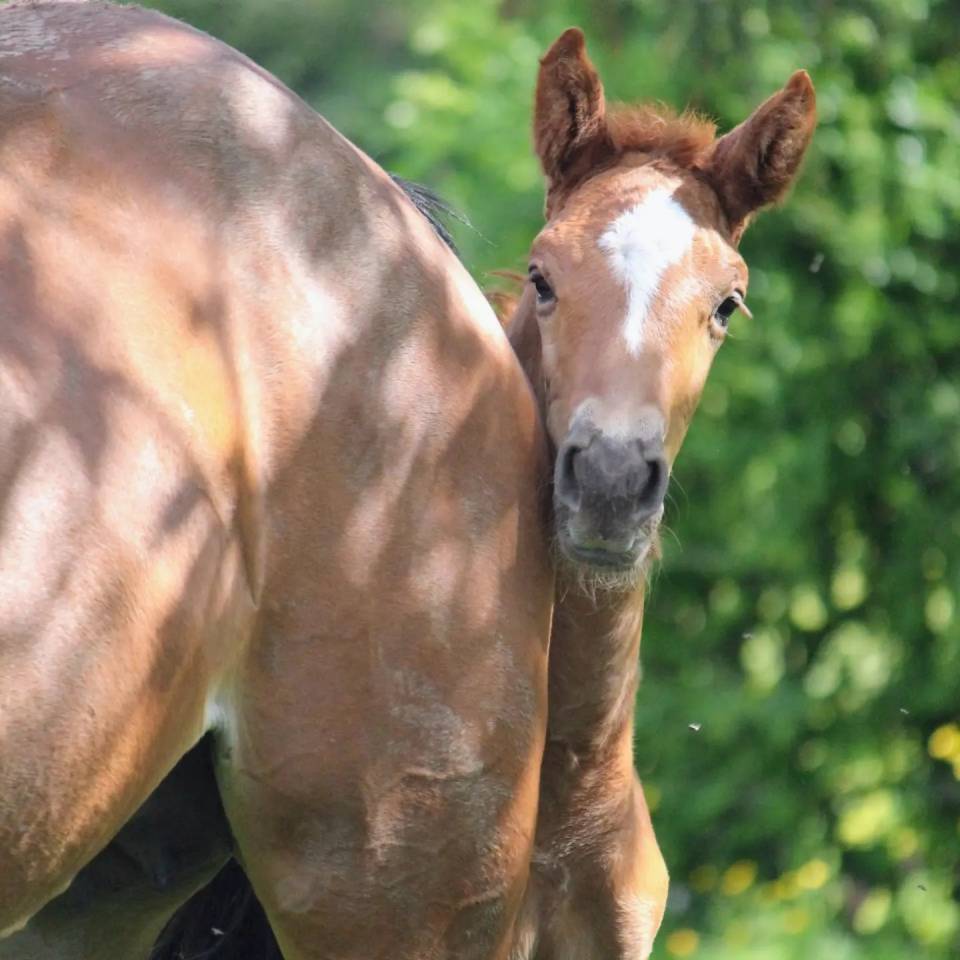 Veulen (ml) Belgisch sportpaard Te koop 2024 Vos ,  PEGASE VAN'T RUYTERSHOF