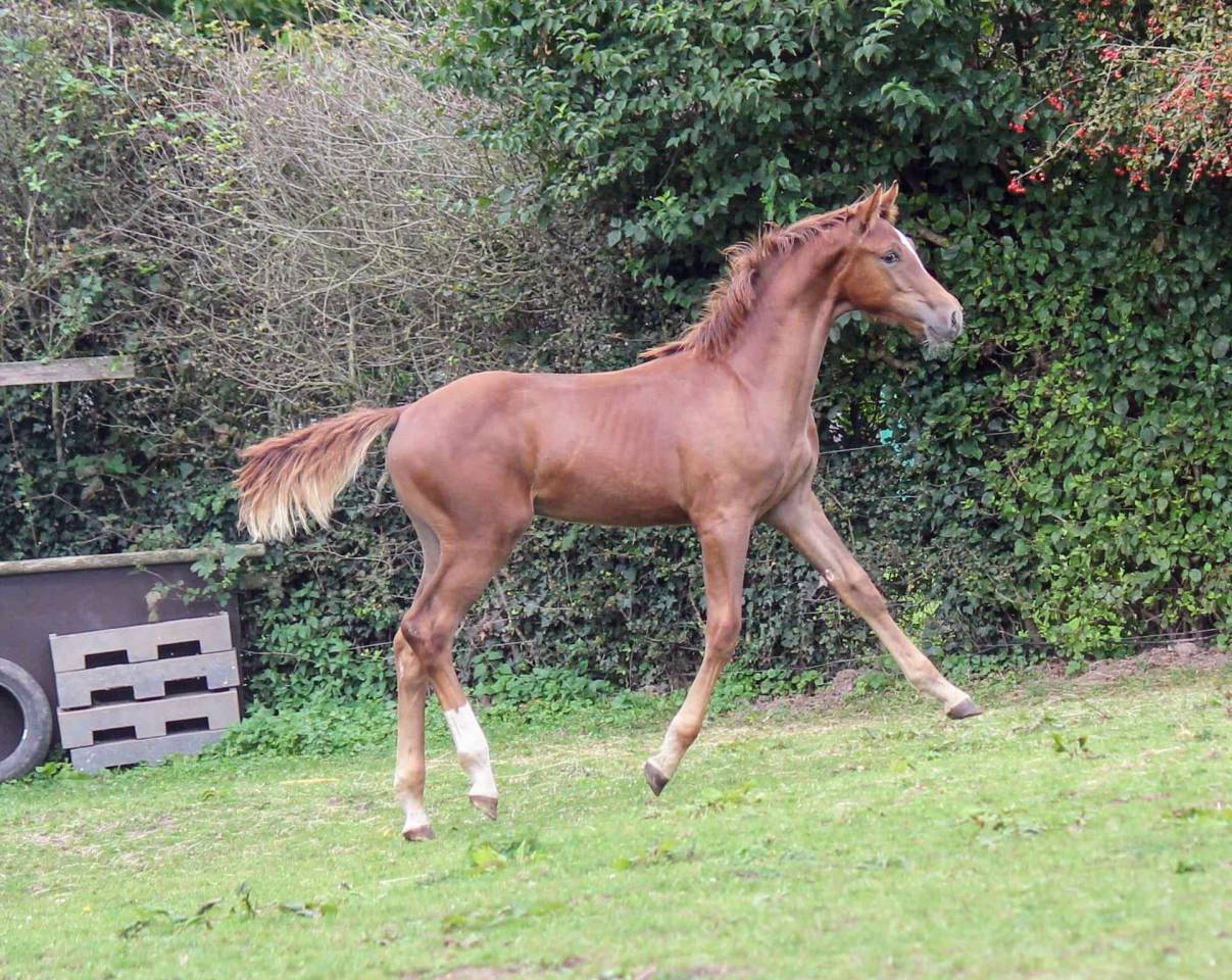 Veulen (ml) Belgisch sportpaard Te koop 2024 Vos ,  PEGASE VAN'T RUYTERSHOF