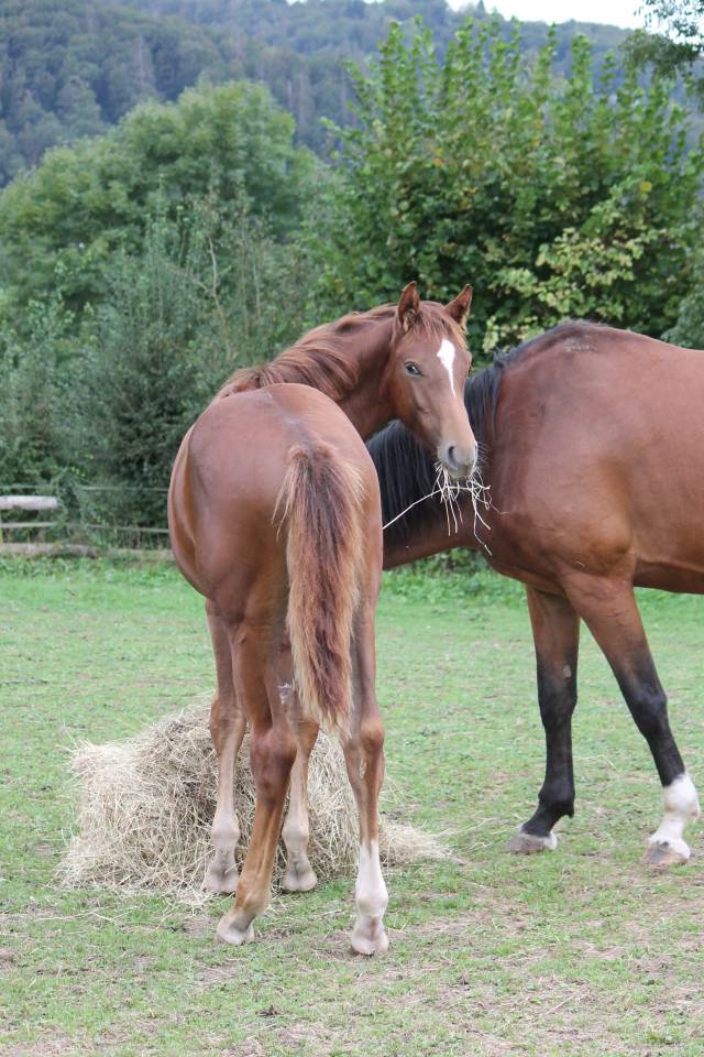 Veulen (ml) Belgisch sportpaard Te koop 2024 Vos ,  PEGASE VAN'T RUYTERSHOF