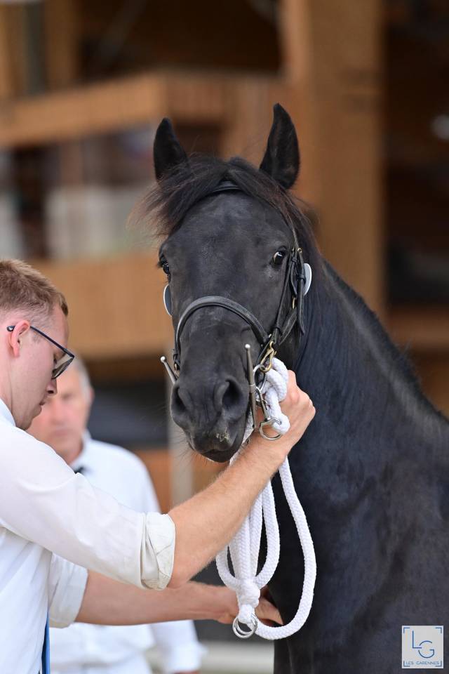 Dekhengst Arabo Fries Te koop 2022 Zwart ,  Maïko DLB Classic Innovation