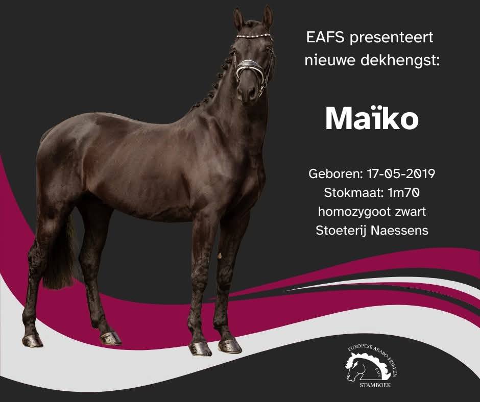 Dekhengst Arabo Fries Te koop 2022 Zwart ,  Maïko DLB Classic Innovation