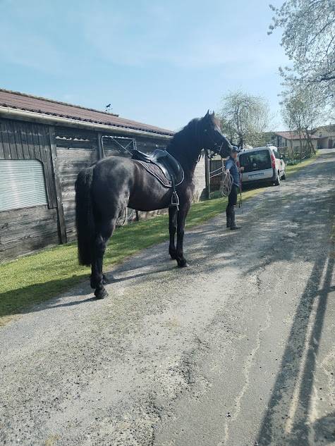 Ruin Arabo Fries Te koop 2022 Zwart ,  Ma&iuml;ko DLB Classic Innovation