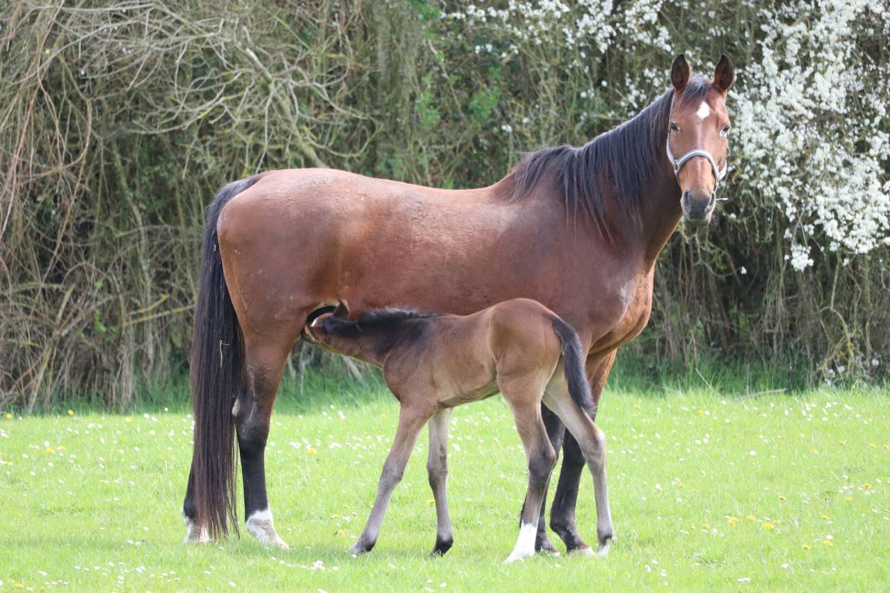 Veulen (vr) Selle Français Te koop 2024 Donker bruin / bai ,  Ichaï de Reile SF
