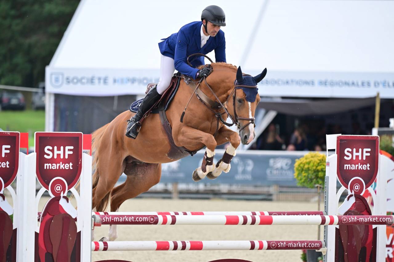 Veulen (vr) Selle Français Te koop 2024 Donker bruin / bai ,  Ichaï de Reile SF