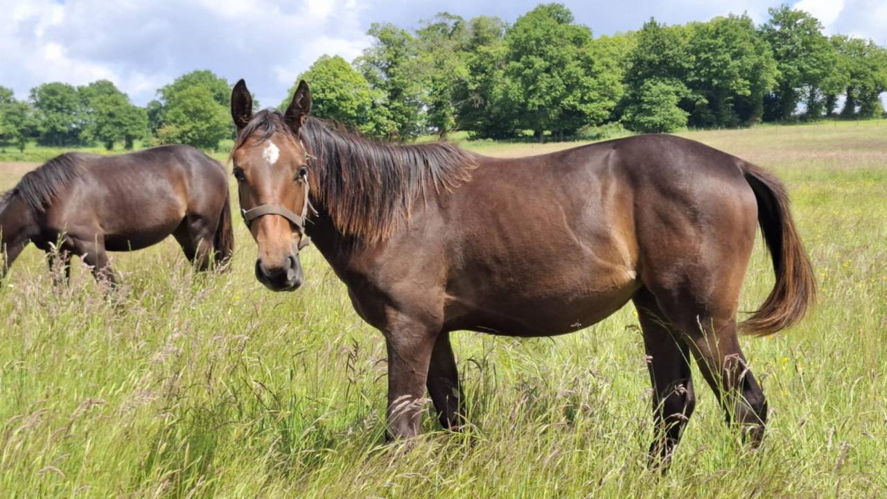 Veulen (vr) Selle Français Te koop 2024 Donker bruin / bai ,  Ichaï de Reile SF