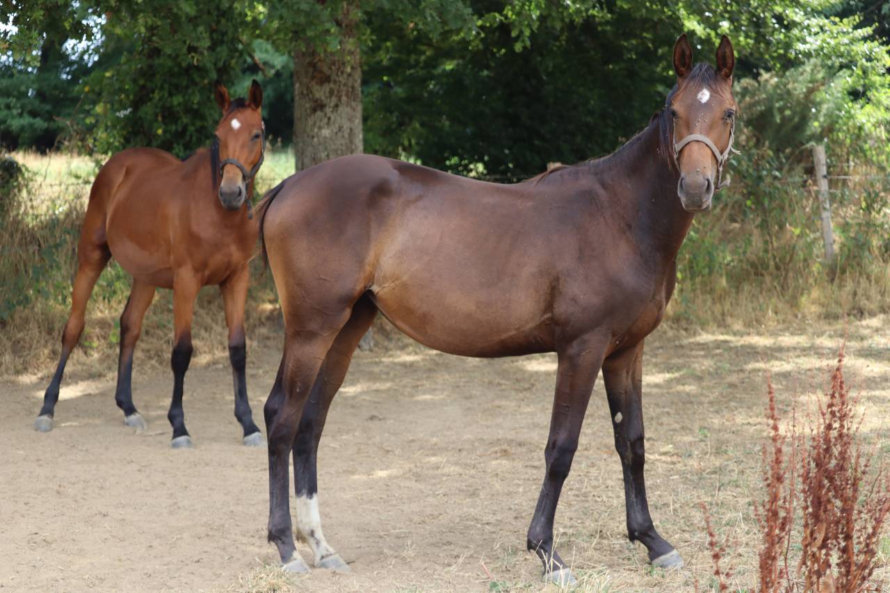 Veulen (vr) Selle Français Te koop 2024 Donker bruin / bai ,  Ichaï de Reile SF