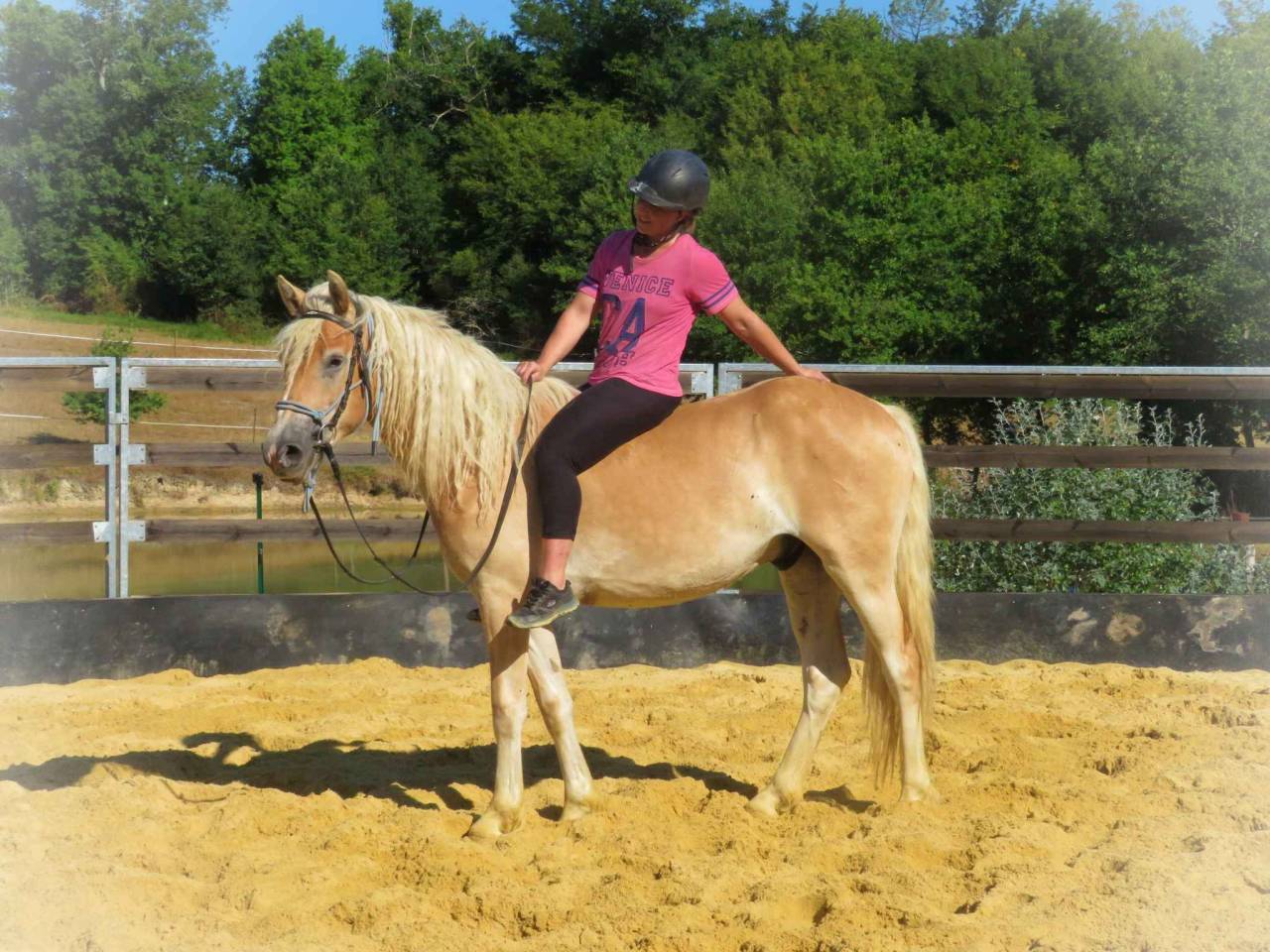 Ruin Bekend ras Te koop 2021 Donker bruin / bai