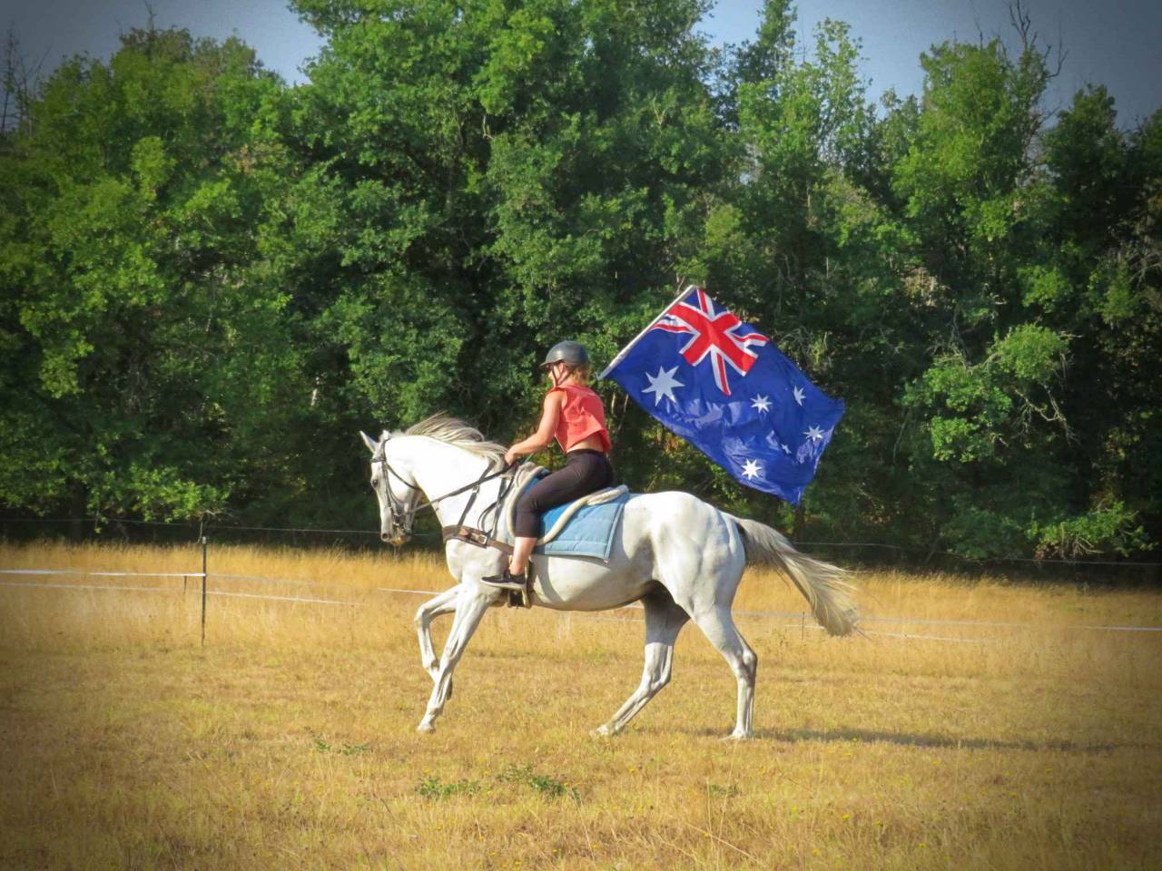 Ruin Bekend ras Te koop 2021 Donker bruin / bai