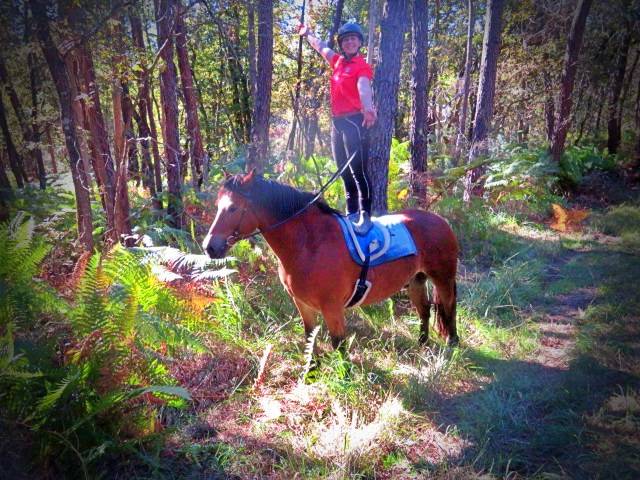 Ruin Bekend ras Te koop 2021 Donker bruin / bai