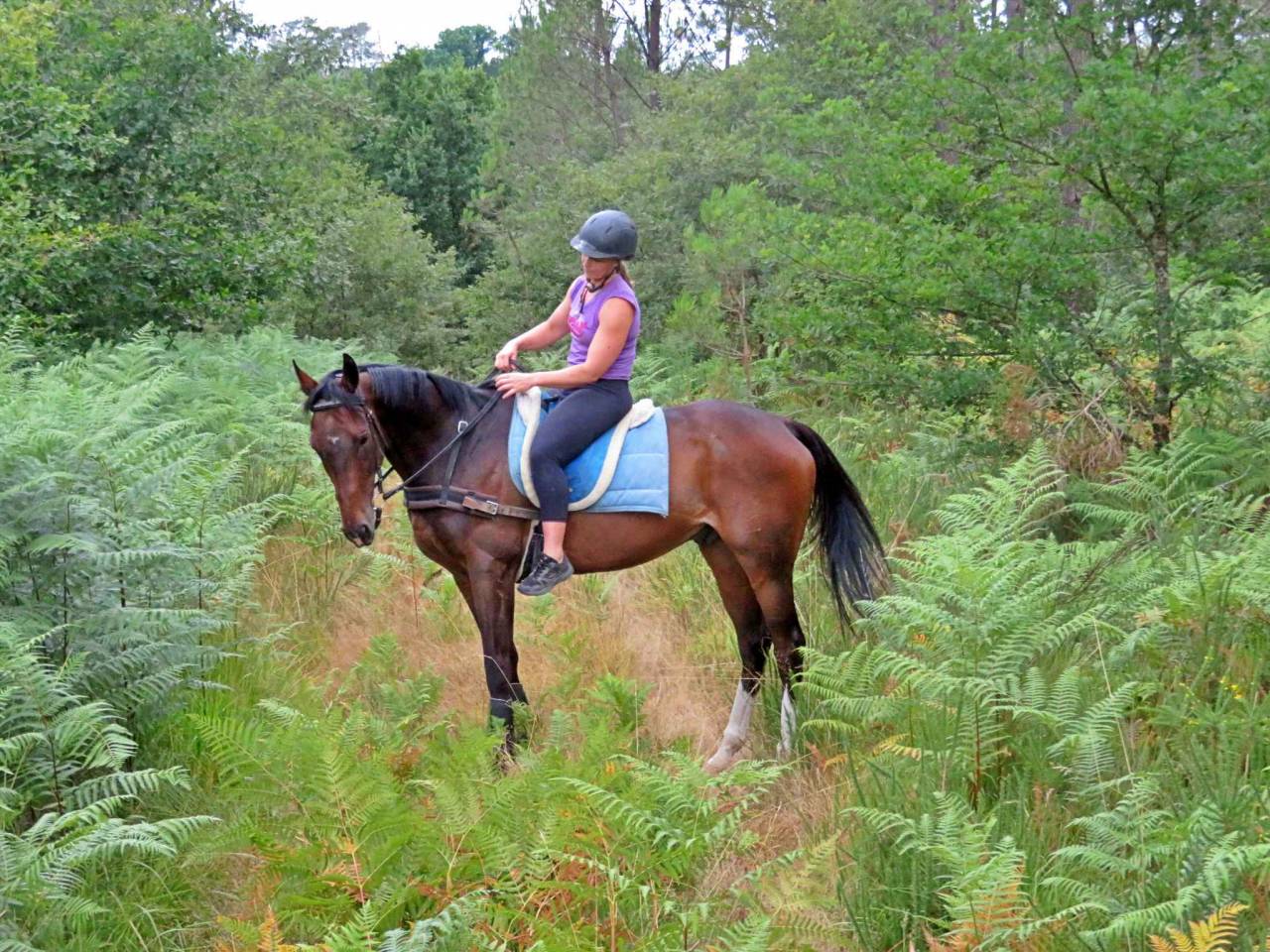 Ruin Bekend ras Te koop 2021 Donker bruin / bai