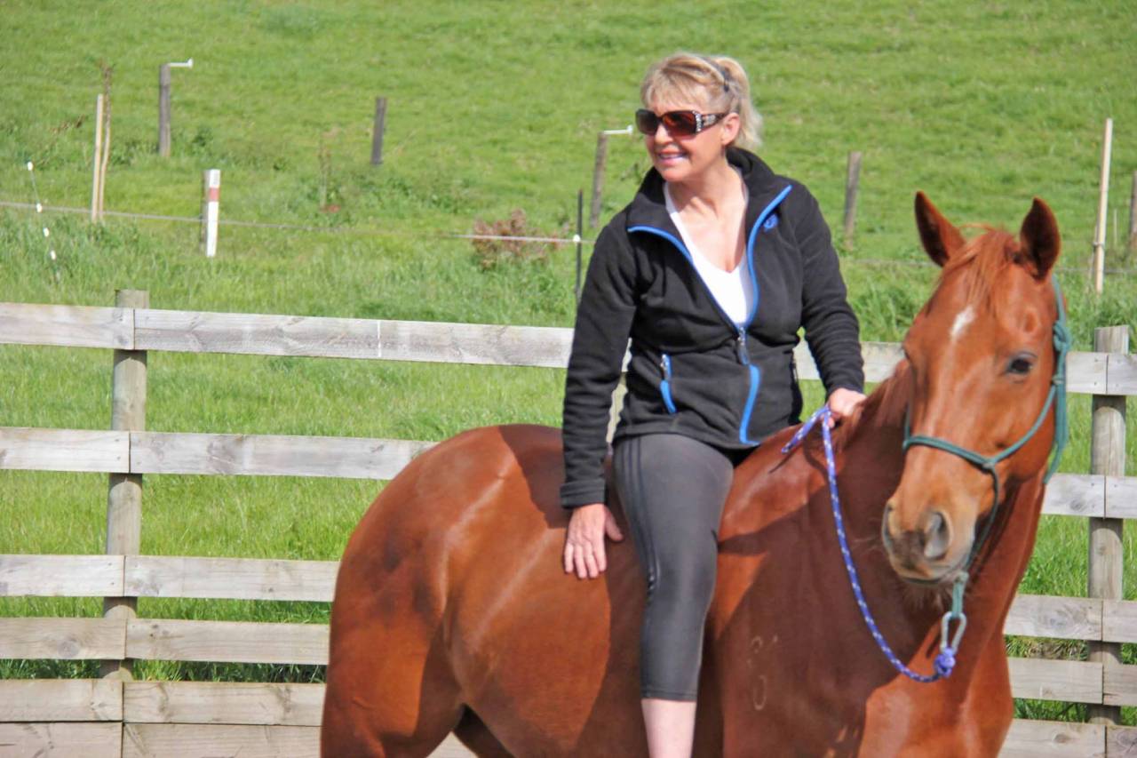 Ruin Bekend ras Te koop 2021 Donker bruin / bai