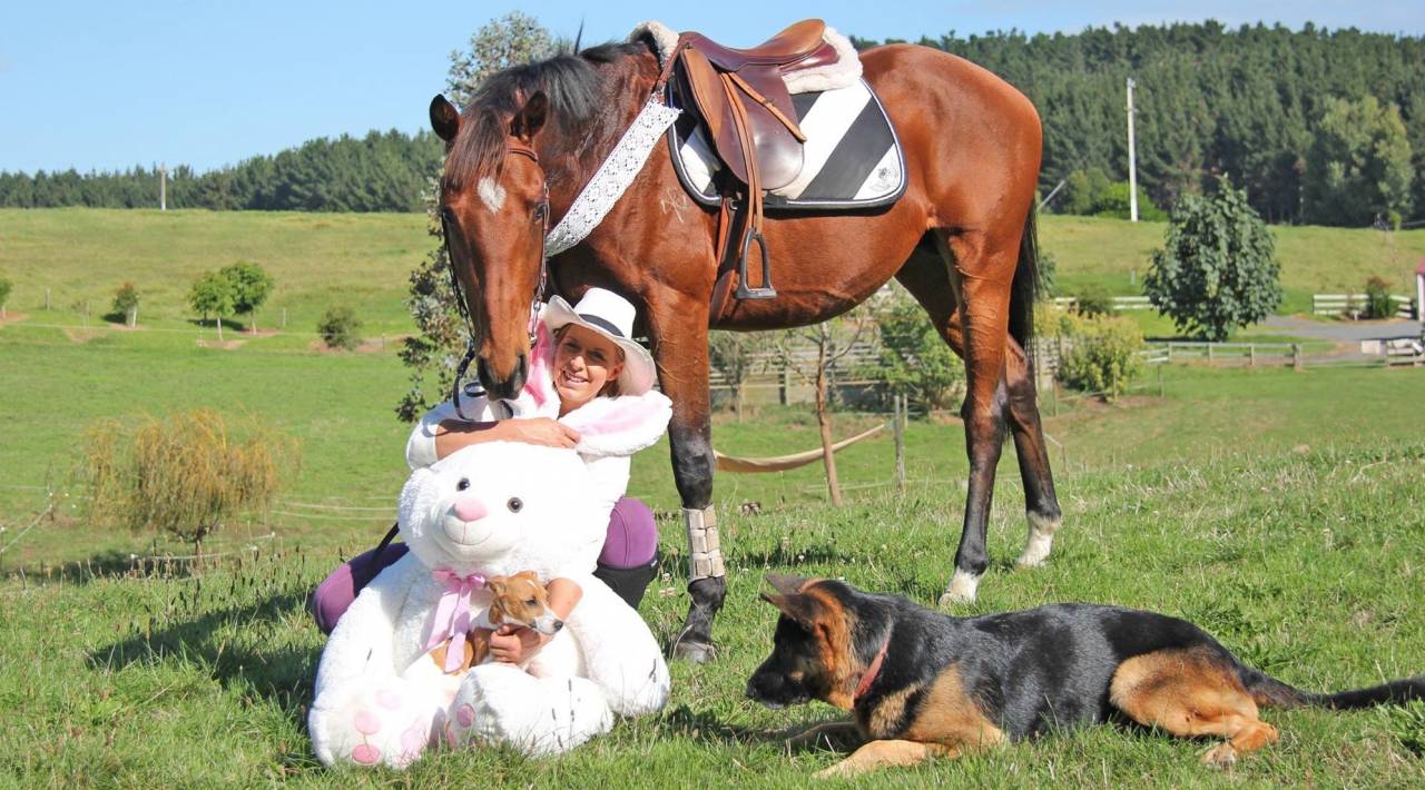 Ruin Bekend ras Te koop 2021 Donker bruin / bai