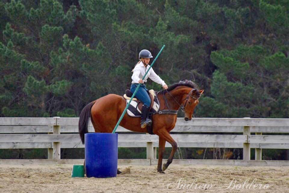 Ruin Bekend ras Te koop 2021 Donker bruin / bai
