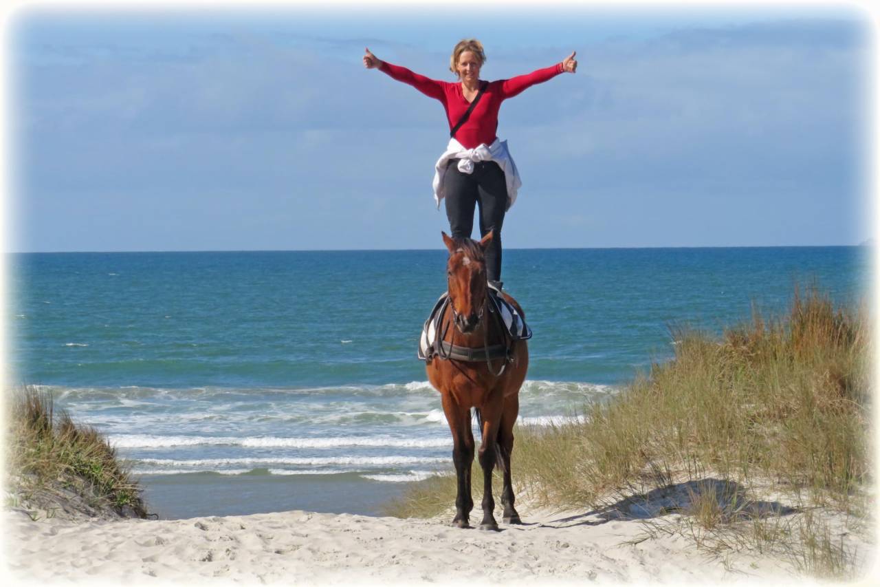 Ruin Bekend ras Te koop 2021 Donker bruin / bai