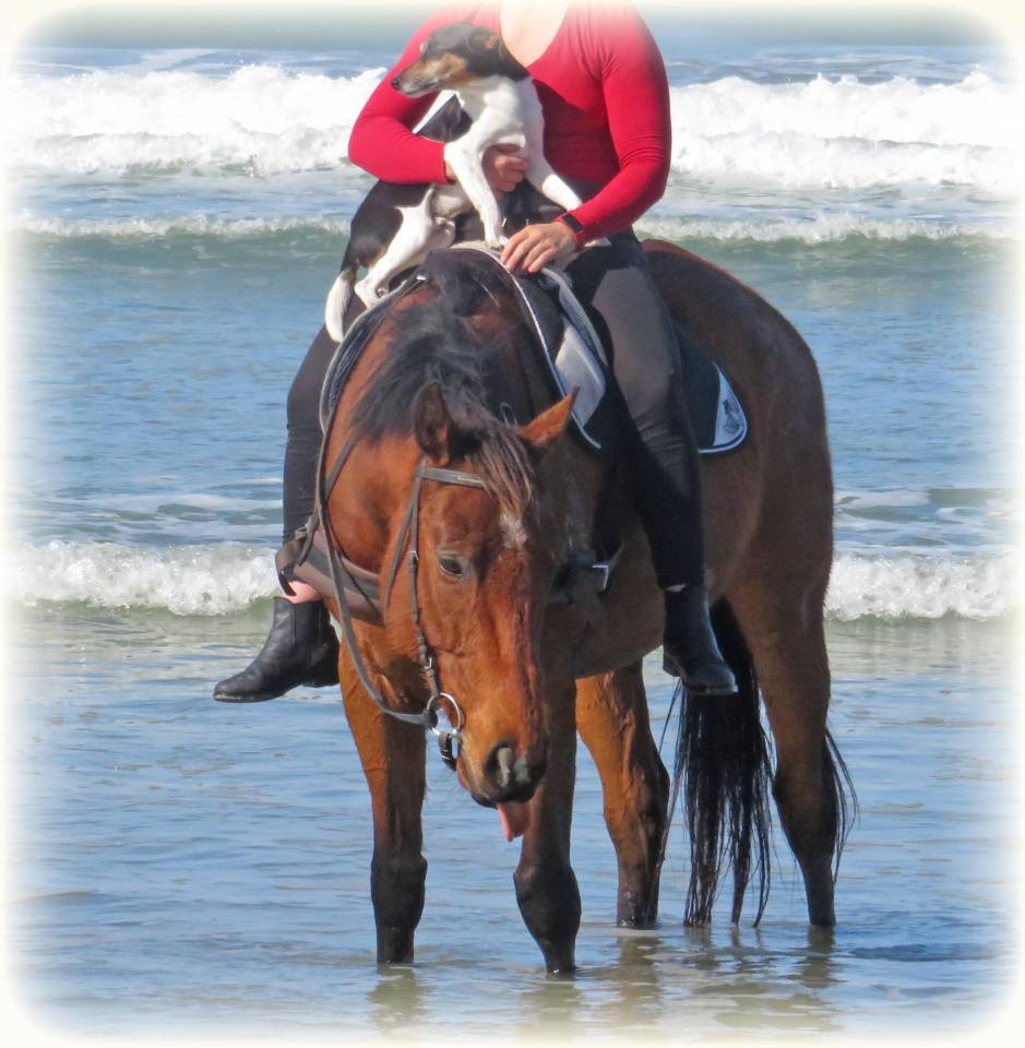 Ruin Bekend ras Te koop 2021 Donker bruin / bai