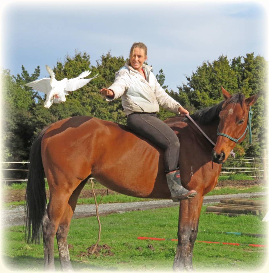 Ruin Bekend ras Te koop 2021 Donker bruin / bai