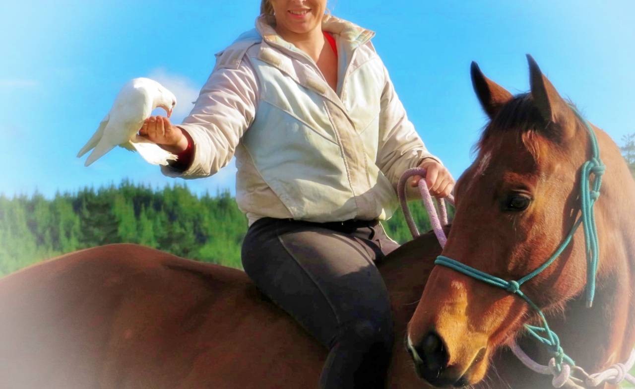 Ruin Bekend ras Te koop 2021 Donker bruin / bai