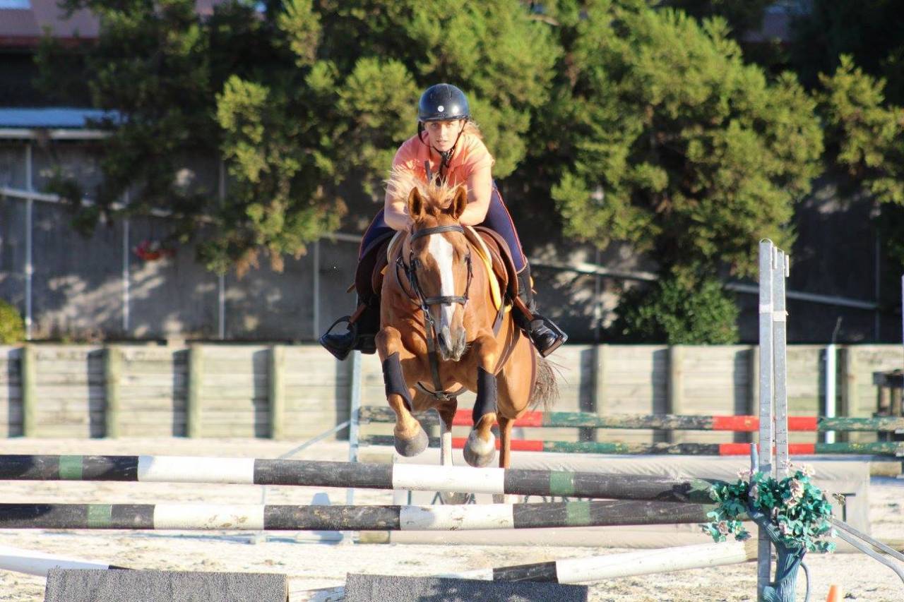 Ruin Bekend ras Te koop 2021 Donker bruin / bai