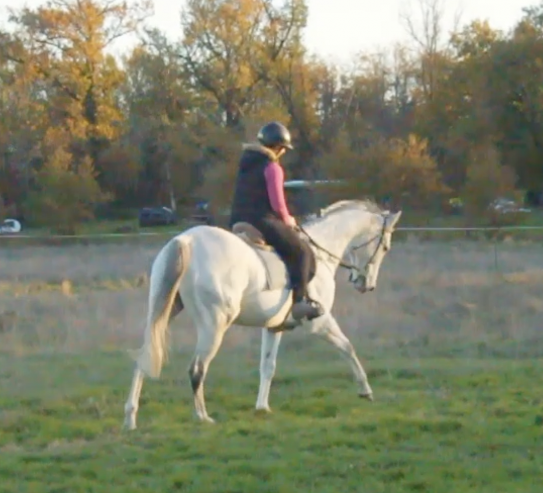 Ruin Autre Que Pur-Sang (Geen volbloed) Te koop 2015 Wit