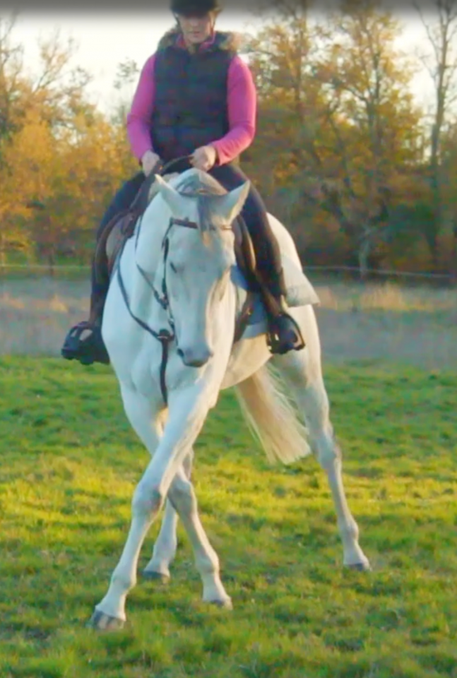 Ruin Autre Que Pur-Sang (Geen volbloed) Te koop 2015 Wit