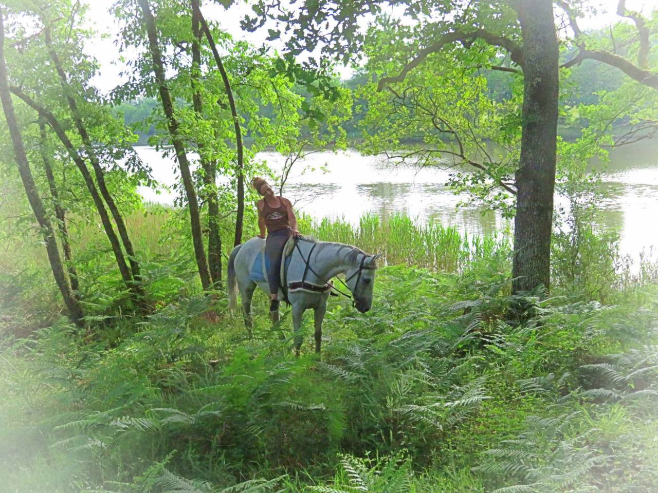 Ruin Autre Que Pur-Sang (Geen volbloed) Te koop 2015 Wit