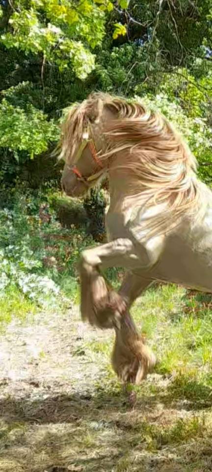 CAPPUCINO DREAM VANT ZILTE GORS - Gypsy Cob 2019 ,  San Cler Nero