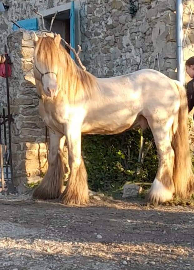 CAPPUCINO DREAM VANT ZILTE GORS - Gypsy Cob 2019 ,  San Cler Nero
