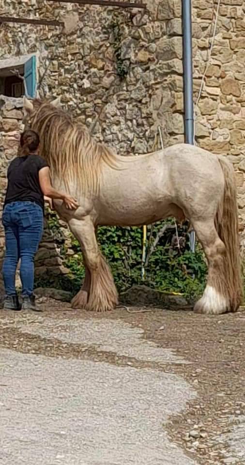 CAPPUCINO DREAM VANT ZILTE GORS - Gypsy Cob 2019 ,  San Cler Nero