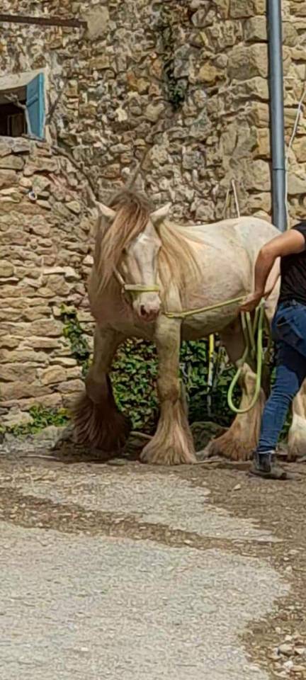 CAPPUCINO DREAM VANT ZILTE GORS - Gypsy Cob 2019 ,  San Cler Nero