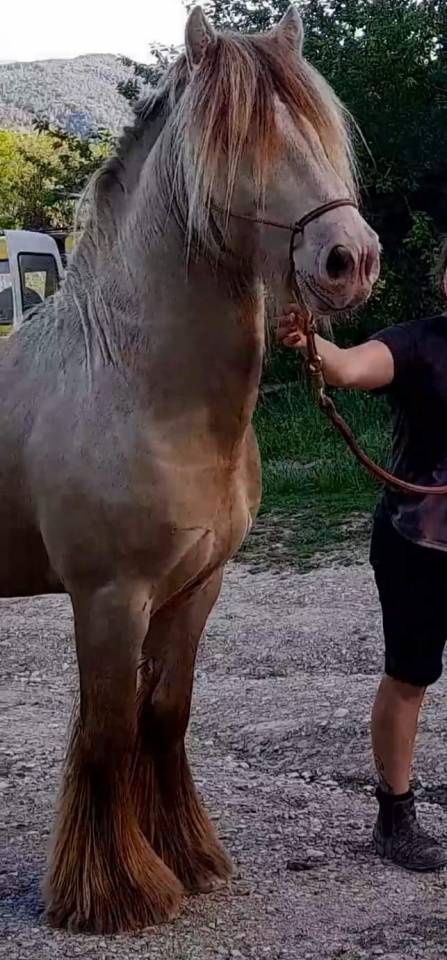 CAPPUCINO DREAM VANT ZILTE GORS - Gypsy Cob 2019 ,  San Cler Nero