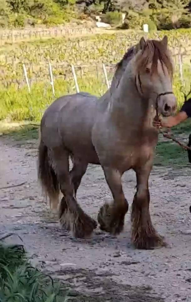 CAPPUCINO DREAM VANT ZILTE GORS - Gypsy Cob 2019 ,  San Cler Nero
