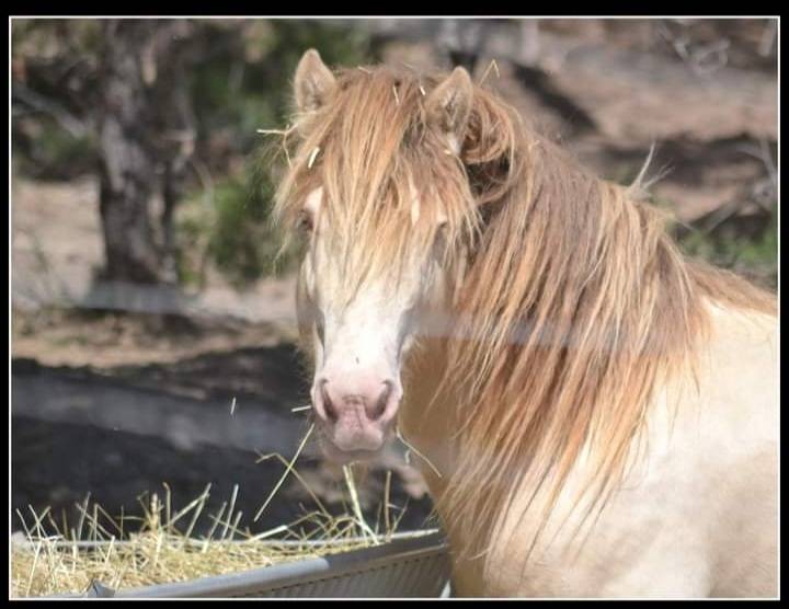 CAPPUCINO DREAM VANT ZILTE GORS - Gypsy Cob 2019 ,  San Cler Nero