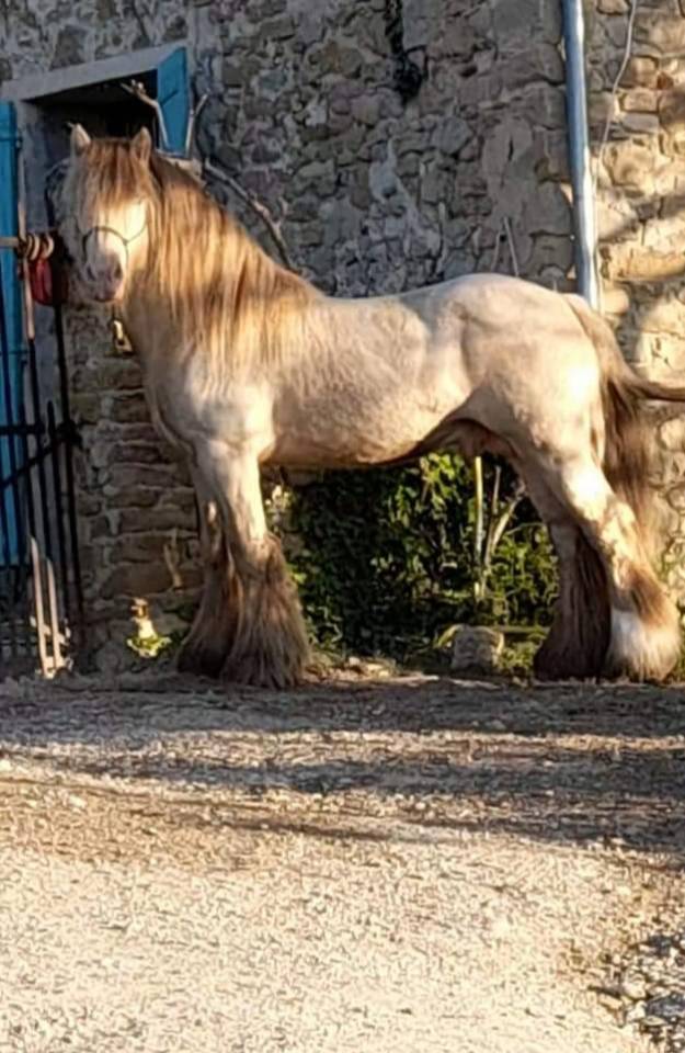 CAPPUCINO DREAM VANT ZILTE GORS - Gypsy Cob 2019 ,  San Cler Nero