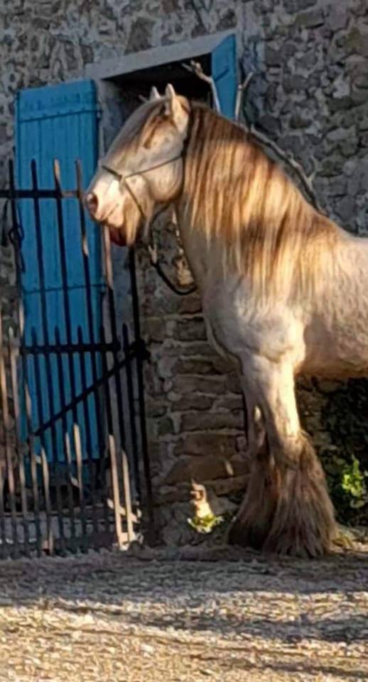 CAPPUCINO DREAM VANT ZILTE GORS - Gypsy Cob 2019 ,  San Cler Nero