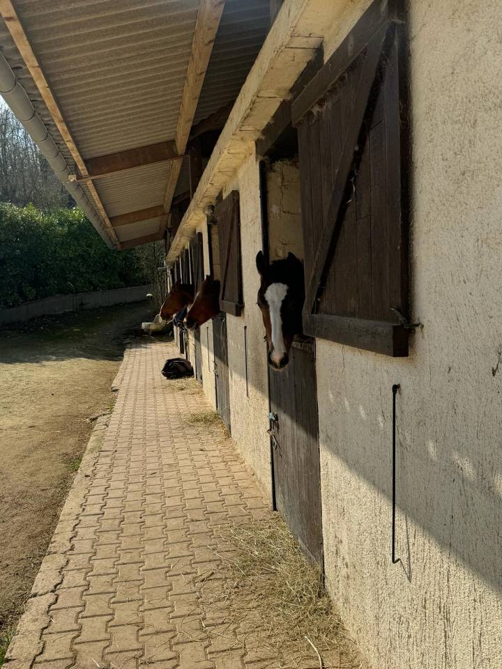 Hippisch vastgoed Koop Yonne