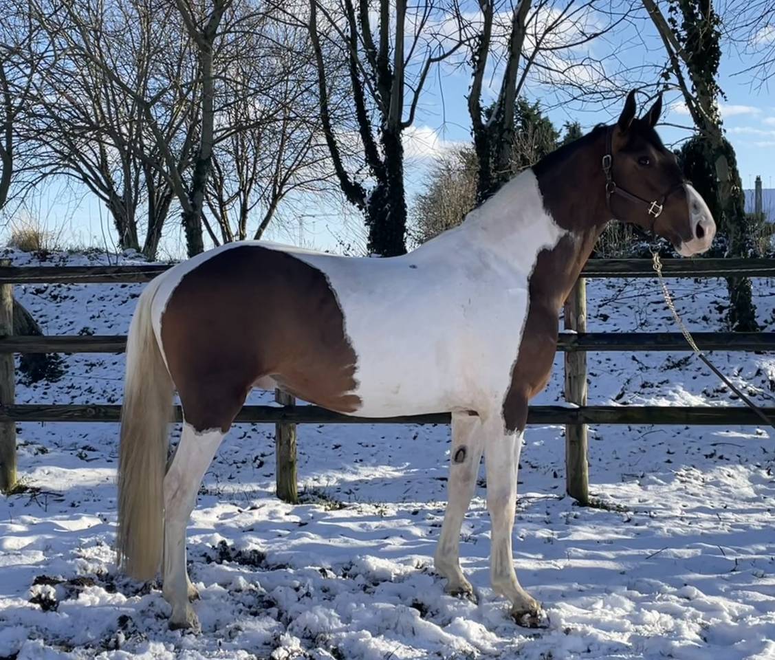 JERICHO DU LAGON - Rijpaard 2019 ,  Envol van de Rib
