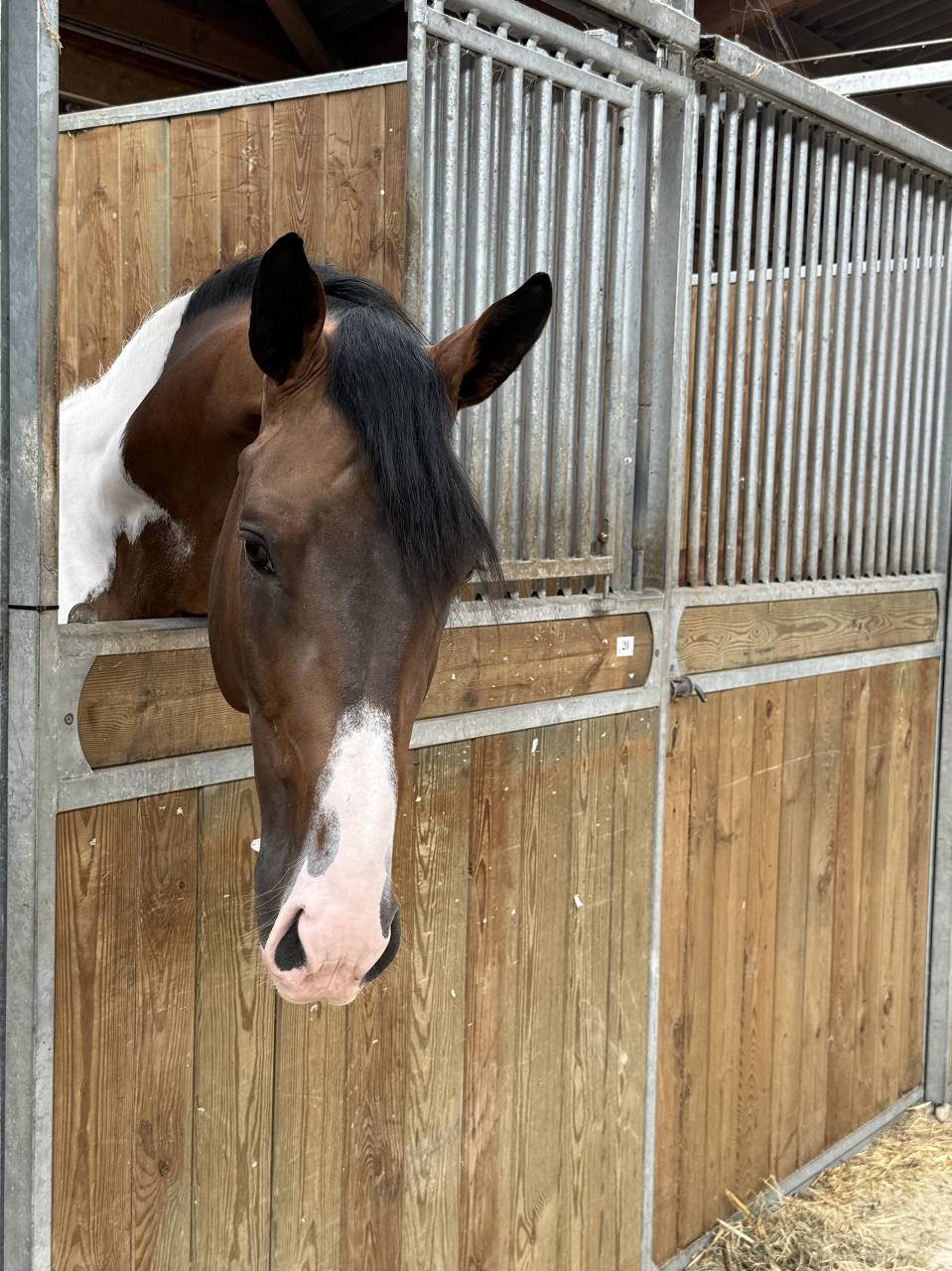 JERICHO DU LAGON - Rijpaard 2019 ,  Envol van de Rib