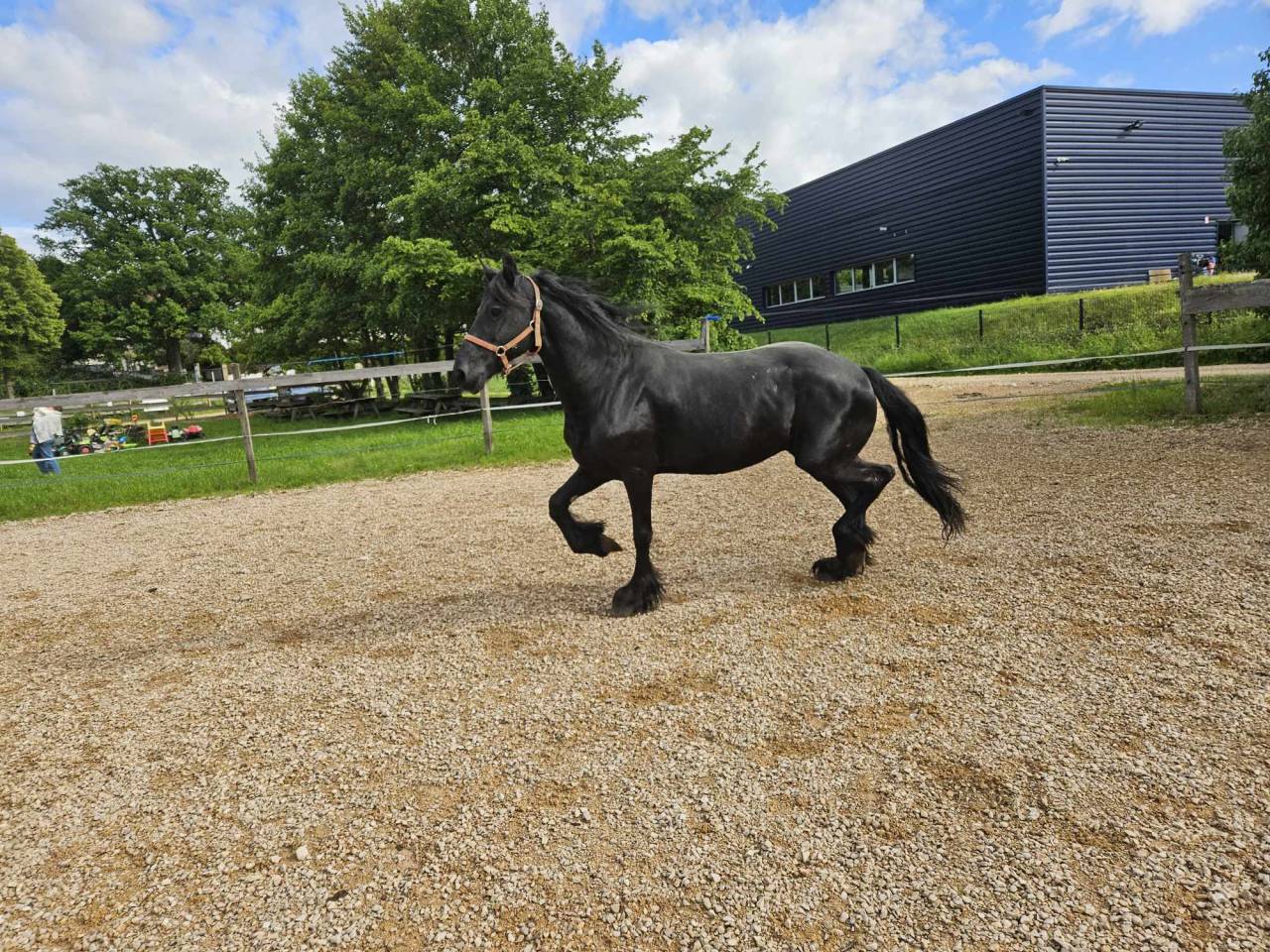 Merrie Arabo Fries Te koop 2008 Zwart