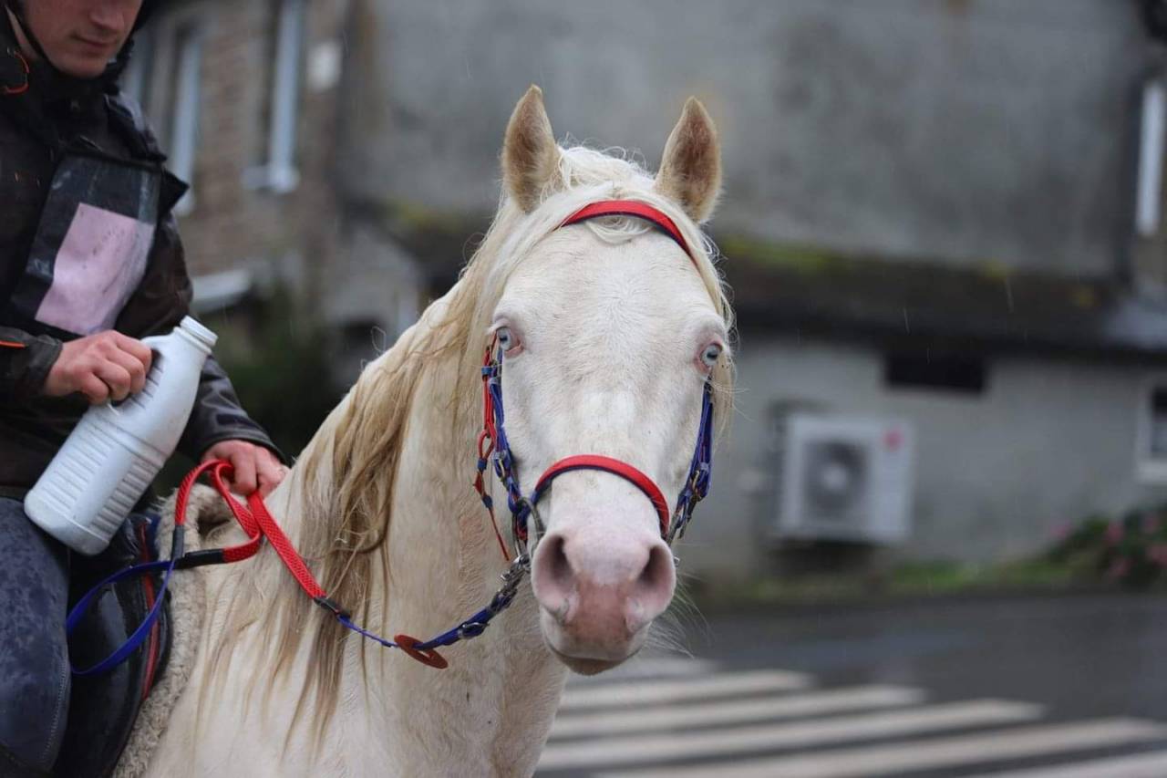 Dream - Arabisch halfbloed 2018