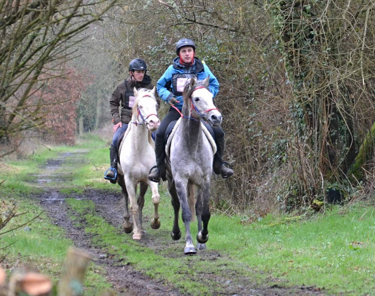 Dream - Arabisch halfbloed 2018