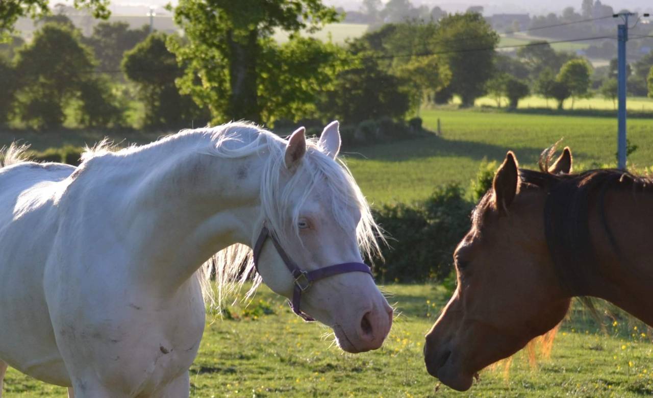 Dream - Arabisch halfbloed 2018
