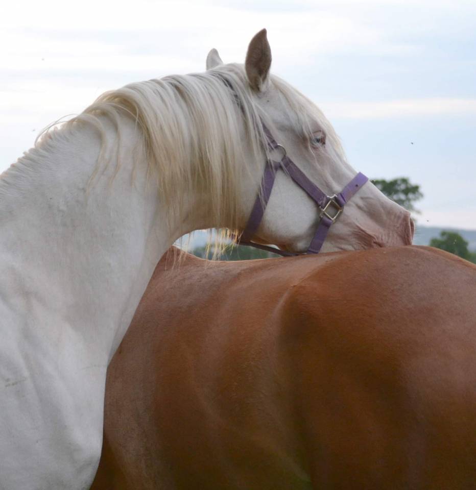 Dream - Arabisch halfbloed 2018