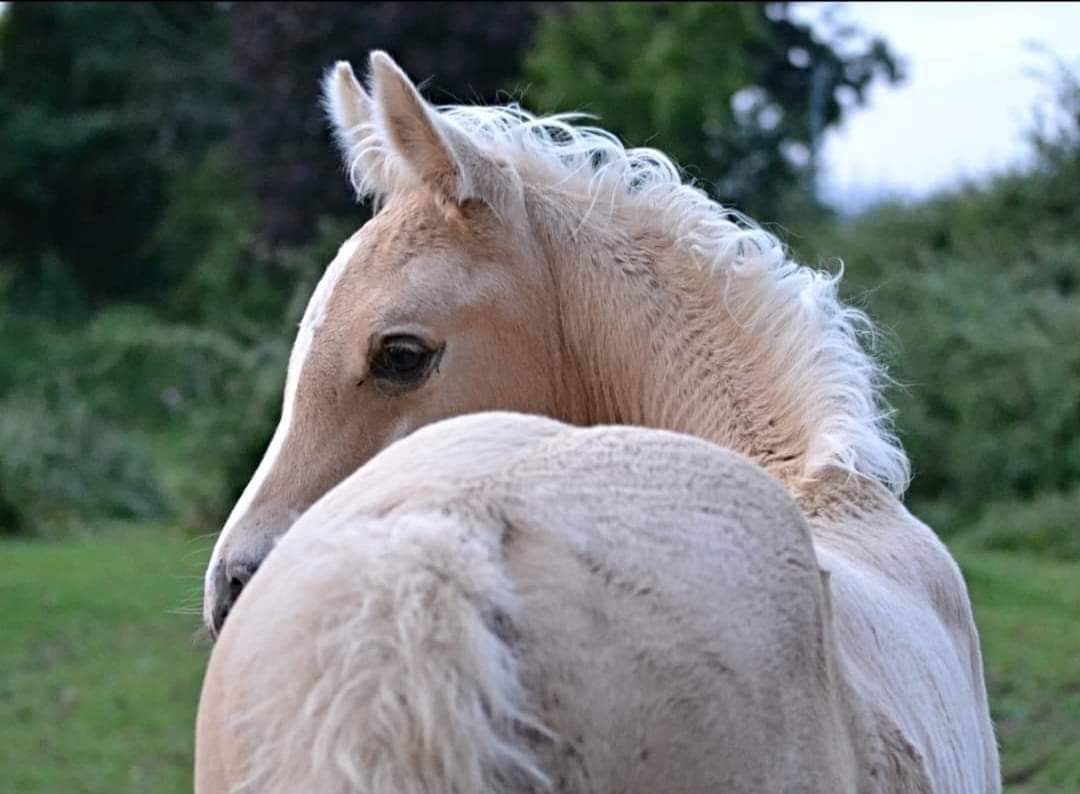 Dream - Arabisch halfbloed 2018