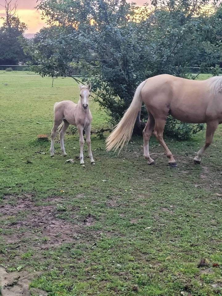 Dream - Arabisch halfbloed 2018