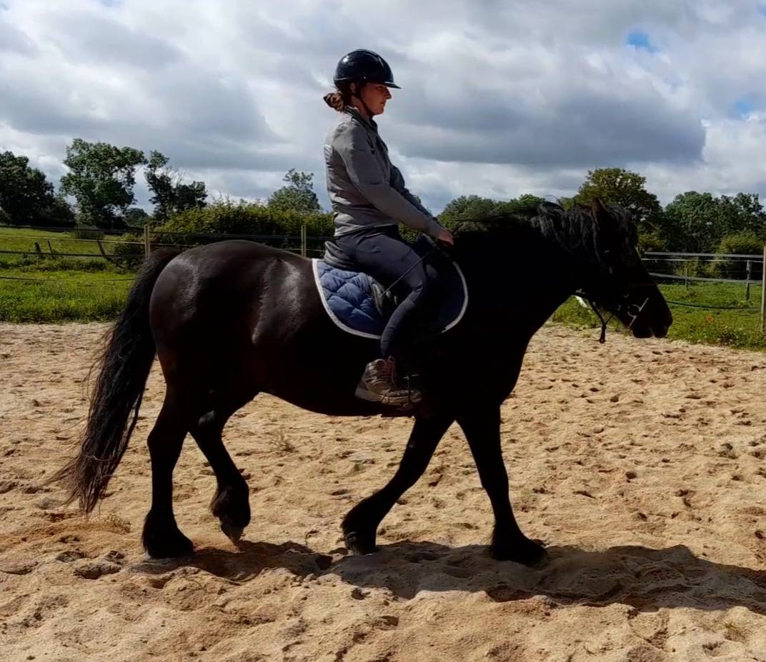 Ruin Bekend ras Te koop 2017 Zwart