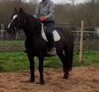 Ruin Bekend ras Te koop 2017 Zwart